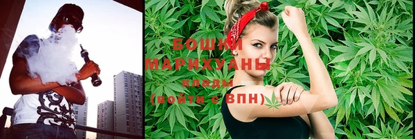 индика Ельня