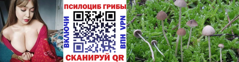 Псилоцибиновые грибы Psilocybe  Купить закладки  Всеволожск 